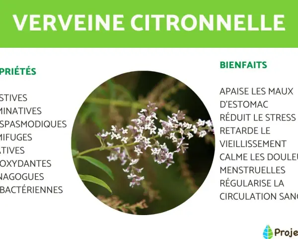 Gros plan sur une branche de verveine citronnelle aux petites fleurs blanches et violettes, avec ses propriétés et bienfaits listés.