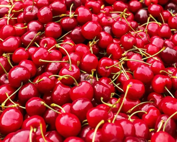 Un tas de cerises rouges brillantes, chacune avec sa queue verte, prêtes à être dégustées.