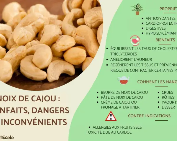 Gros plan sur des noix de cajou, avec des informations sur leurs bienfaits, mais aussi le noix de cajou danger potentiel lié aux allergies et au cardol.