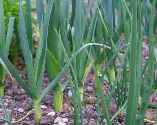 Des jeunes germes de poireaux poussent dans le sol, leurs longues feuilles vertes se dressant fièrement.