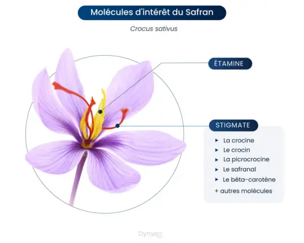 Fleur de safran (Crocus sativus) montrant ses stigmates et étamines, sources de molécules aux nombreux safran bienfaits.