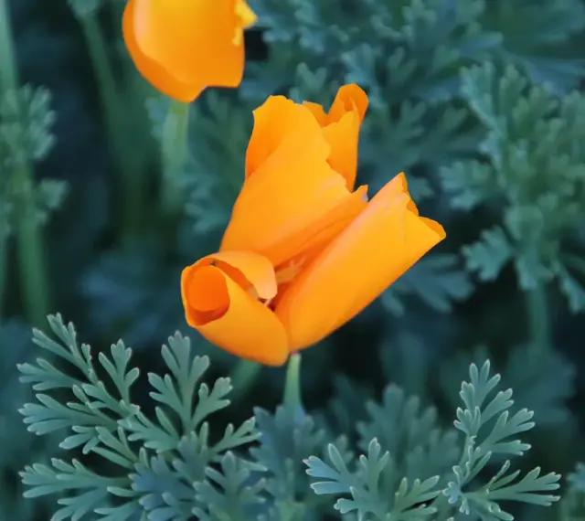 Un pavot de Californie orange vif se déploie au milieu de feuilles vertes découpées.