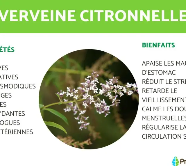 Gros plan sur une branche de verveine citronnelle aux petites fleurs blanches et violettes, avec ses propriétés et bienfaits listés.
