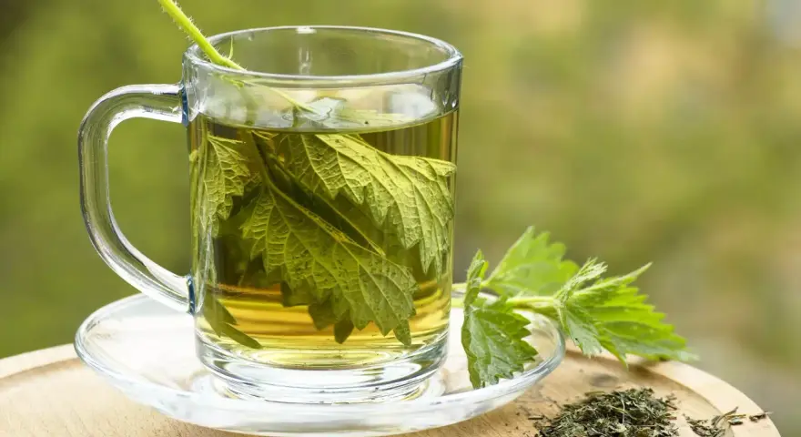 Une tasse en verre remplie d'infusion ortie, avec des feuilles fraîches et séchées à côté.