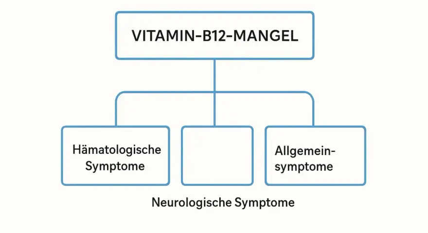 Schéma illustrant les symptômes d'une carence en vitamine B12 : hématologiques, neurologiques et généraux.