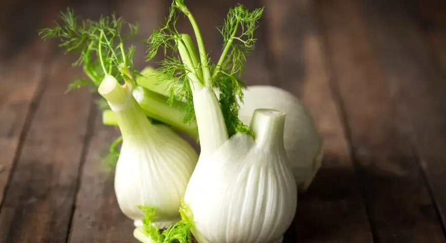 Trois bulbes de fenouil frais sur fond de bois. Le fenouil est connu pour ses propriétés bénéfiques, y compris pour aider à maigrir.