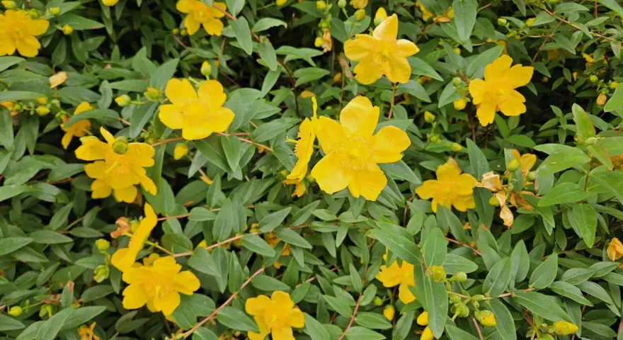 Fleurs jaunes éclatantes de millepertuis, évoquant ses nombreux bienfaits pour le bien-être.