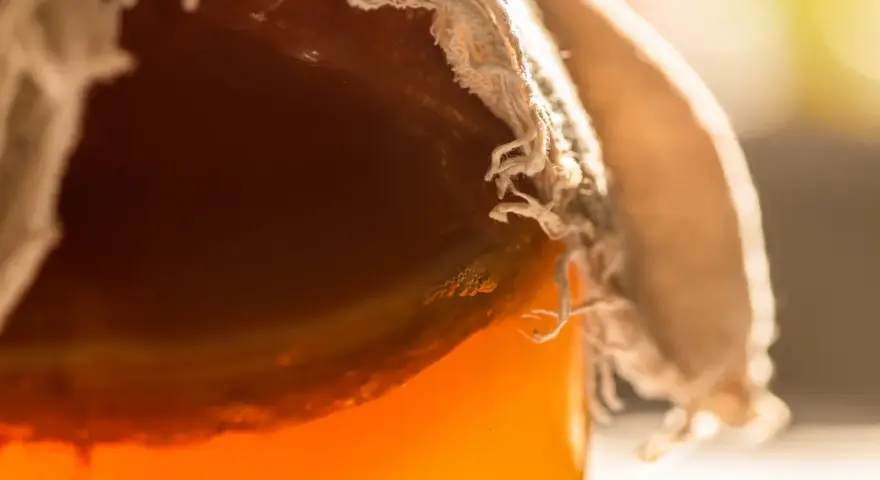 Gros plan sur un bocal couvert de tissu, révélant un liquide ambré pétillant, signe de la transformation du sucre fermenté.