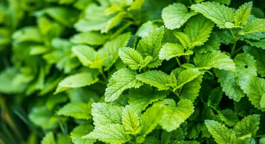 Feuilles vertes et texturées de la melisse, luxuriantes et vibrantes, évoquant la fraîcheur d'un jardin.