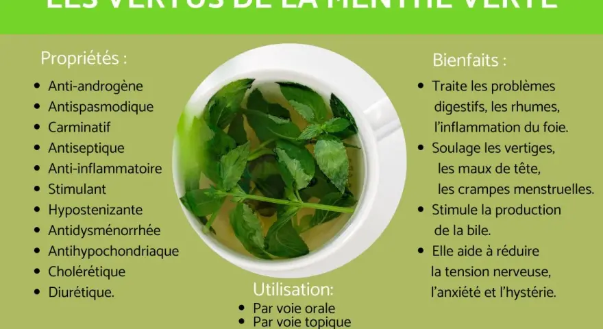 Infographie sur les vertus de la menthe verte, montrant une tasse de tisane. Elle détaille ses propriétés et bienfaits, notamment l'effet de la menthe sur la femme, soulageant les crampes menstruelles.