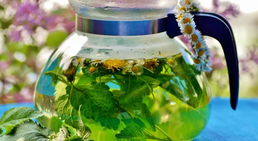 Thé vert infusé avec des fleurs de marguerite et de la menthe dans une théière en verre. Une guirlande de marguerites décore la anse. Une belle illustration de la différence entre décoction et infusion.