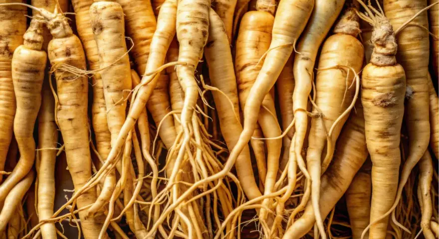Racines de ginseng entrelacées, évoquant les nombreux ginseng bienfaits pour la santé et le bien-être.