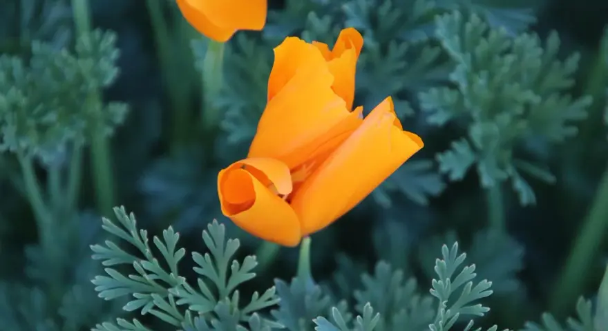 Un pavot de Californie orange vif se déploie au milieu de feuilles vertes découpées.