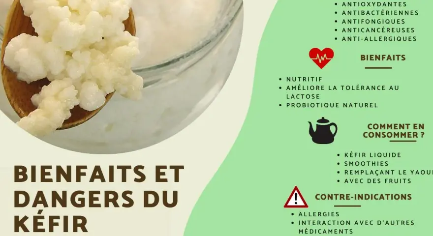 Grains de mère de kéfir sur une cuillère en bois, avec des informations sur ses bienfaits et dangers.
