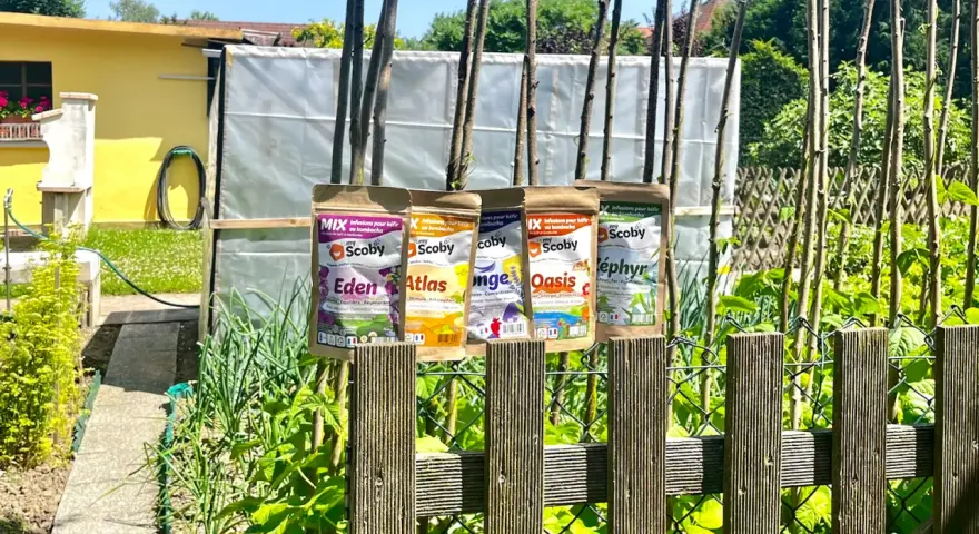 Quatre sachets d'infusions pour kéfir ou kombucha, "Eden", "Atlas", "Oasis" et "Zéphyr", sont accrochés à des piquets dans un jardin ensoleillé.