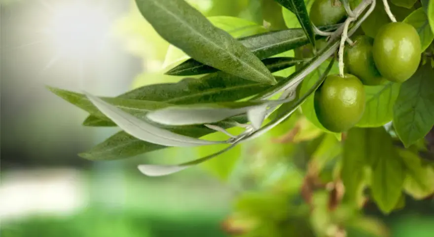 Branche d'olivier avec des olives vertes et une feuille d'olivier sous un soleil éclatant.
