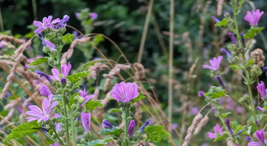 Des fleurs mauve délicates s'épanouissent parmi les herbes sèches, leurs pétales fins capturant la lumière.