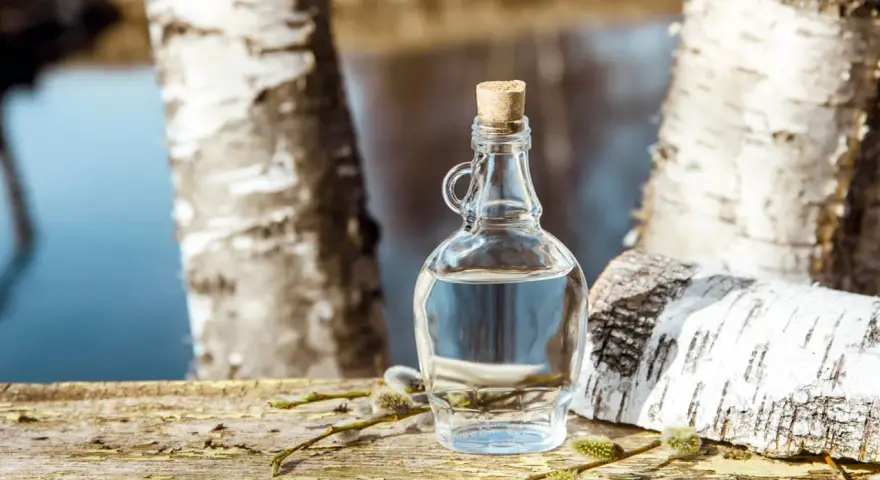 Bouteille de sève de bouleau sur un tronc d'arbre, avec des chatons. La sève de bouleau est réputée pour ses propriétés, parfois comparées à un anticoagulant naturel.