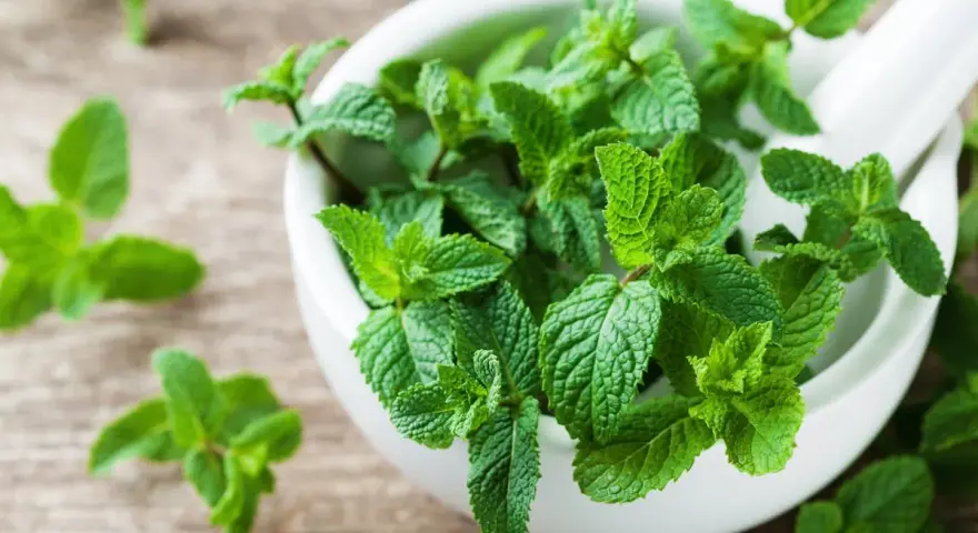 Un mortier rempli de feuilles de menthe fraîche, évoquant les nombreux bienfaits de cette plante aromatique pour la santé et le bien-être.