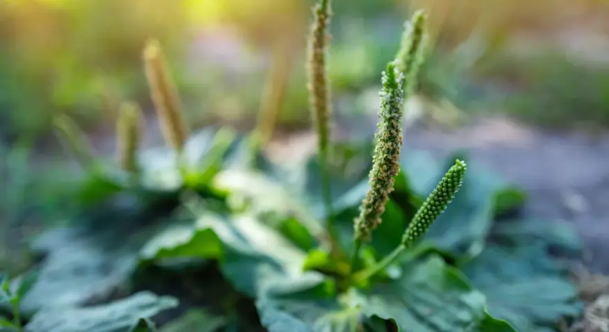 Plante de plantain aux épis floraux verts et bruns, rappelant les nombreux plantain bienfaits pour la santé.