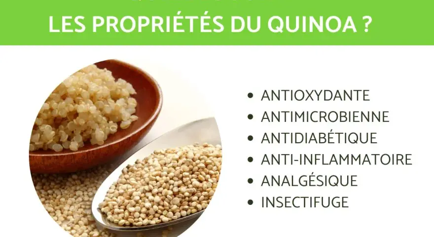 Le quinoa, riche en nutriments, est présenté avec ses propriétés : antioxydantes, antimicrobiennes, antidiabétiques, anti-inflammatoires, analgésiques et insectifuges.