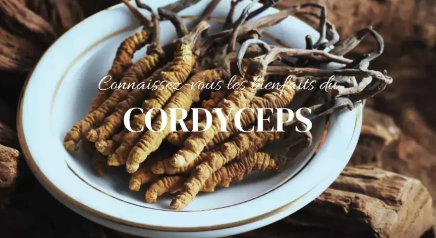 Des cordyceps séchés dans une assiette blanche, évoquant les bienfaits de cette plante médicinale.