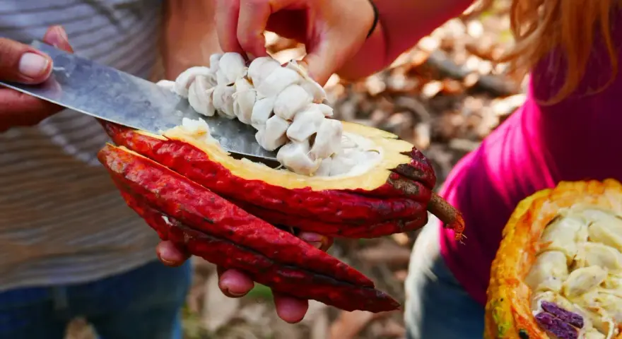 Main de femme retirant des fèves de cacao crues d'une cabosse rouge vif. Attention, le cacao cru peut présenter un danger.