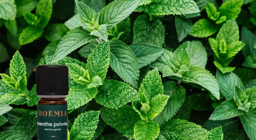Flacon d'huile essentielle de menthe poivrée, entouré de feuilles de menthe fraîche. Attention, la menthe poivrée peut présenter un danger si mal utilisée.