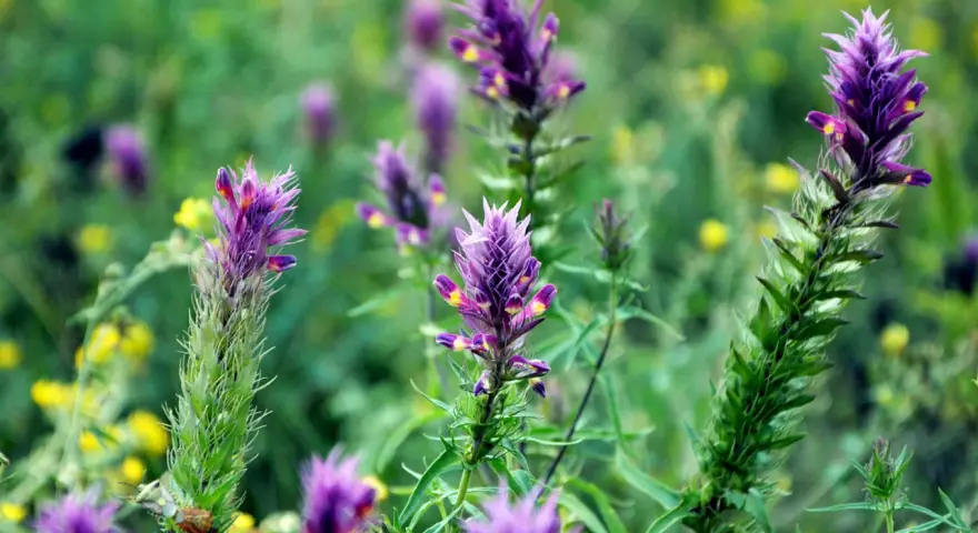Fleurs d'astragale violettes et jaunes dans un champ verdoyant. Ces plantes sont connues pour leurs nombreux astragale bienfaits.