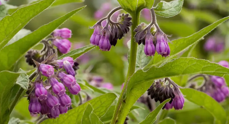 Fleurs de consoude violettes pendantes, aux feuilles vertes velues. La plante est connue pour ses nombreux bienfaits.
