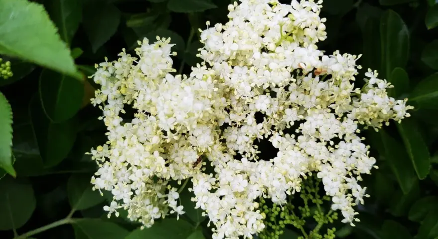 Gros plan sur un bouquet de fleurs de sureau blanches et crémeuses, entourées de feuilles vertes luxuriantes.