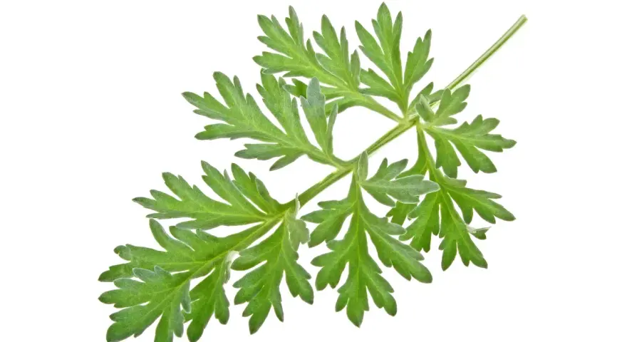 Une branche d'armoise aux feuilles vertes découpées, évoquant ses nombreux bienfaits pour la santé.