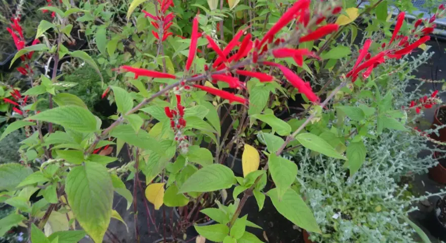 Plantes de sauge ananas aux fleurs rouges vives, avec des feuilles vertes et quelques touches jaunes.