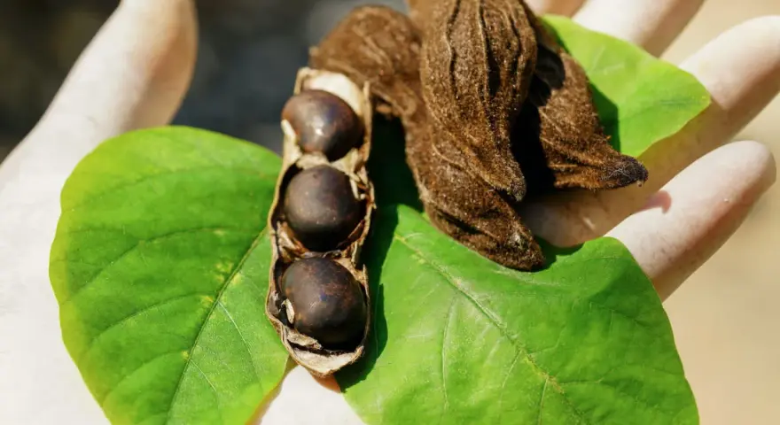 Gants blancs tenant des feuilles vertes et des gousses de mucuna pruriens, certaines ouvertes révélant des graines noires.