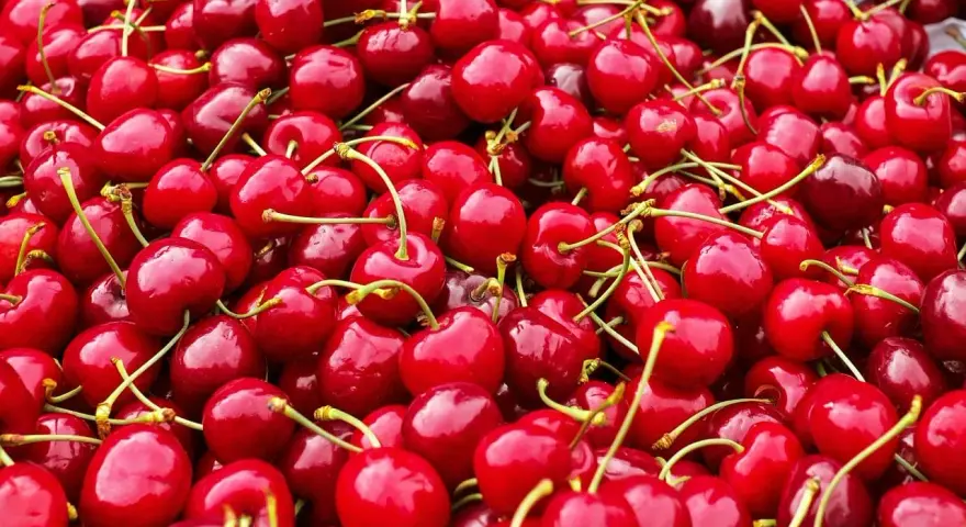Un tas de cerises rouges brillantes, chacune avec sa queue verte, prêtes à être dégustées.