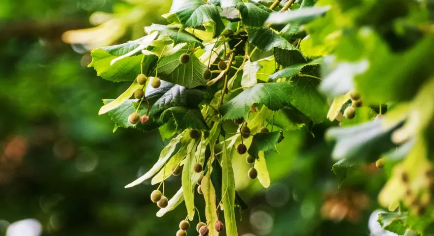 Rameau de tilleul avec ses fruits et feuilles vertes. Idéal pour une infusion tilleul enceinte, apaisante et naturelle.