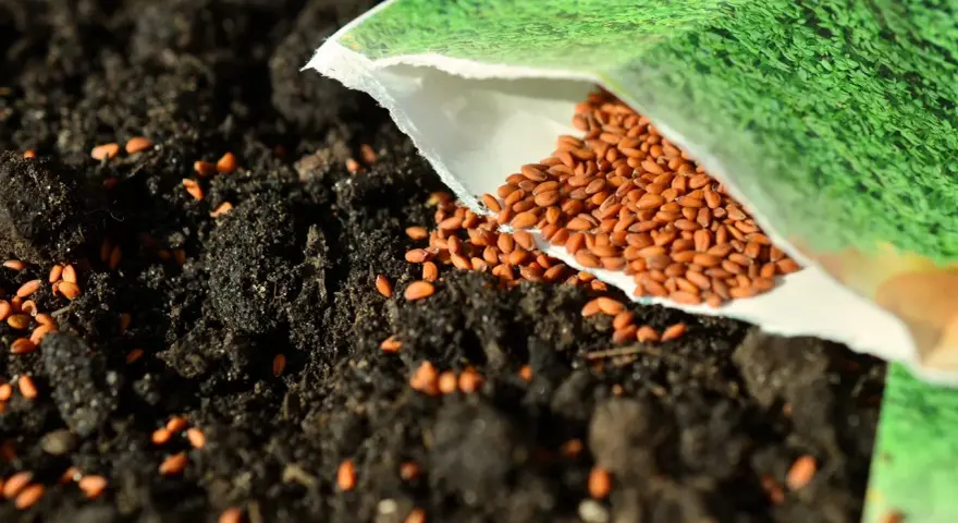 Graine de cresson versée sur la terre, promettant ses nombreux bienfaits pour la santé.