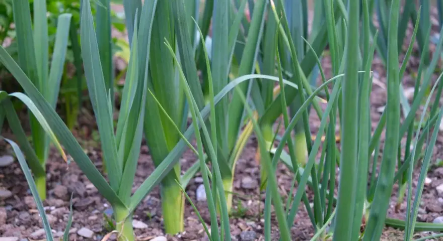 Des jeunes germes de poireaux poussent dans le sol, leurs longues feuilles vertes se dressant fièrement.