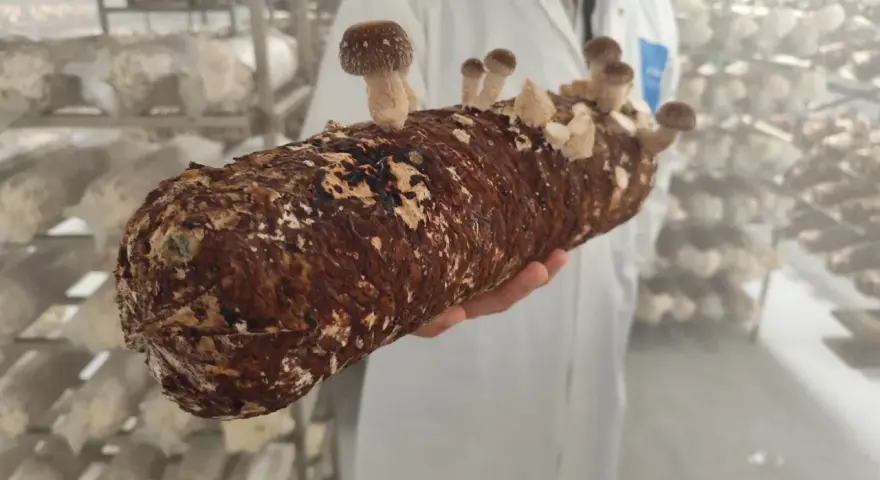 Une main tient un tronc de champignon adaptogène en pleine croissance, prêt à être récolté dans une ferme spécialisée.