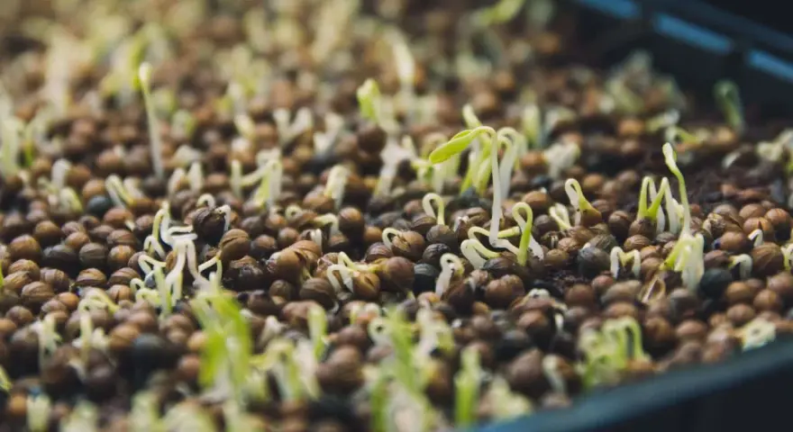 Graines germées dans un plateau, de minuscules pousses vertes émergent de petites graines brunes.