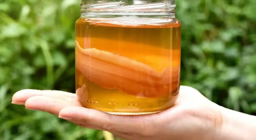 Un bocal de kombucha, boisson fermentée, tenu dans une main. Le SCOBY flotte dans le liquide ambré.