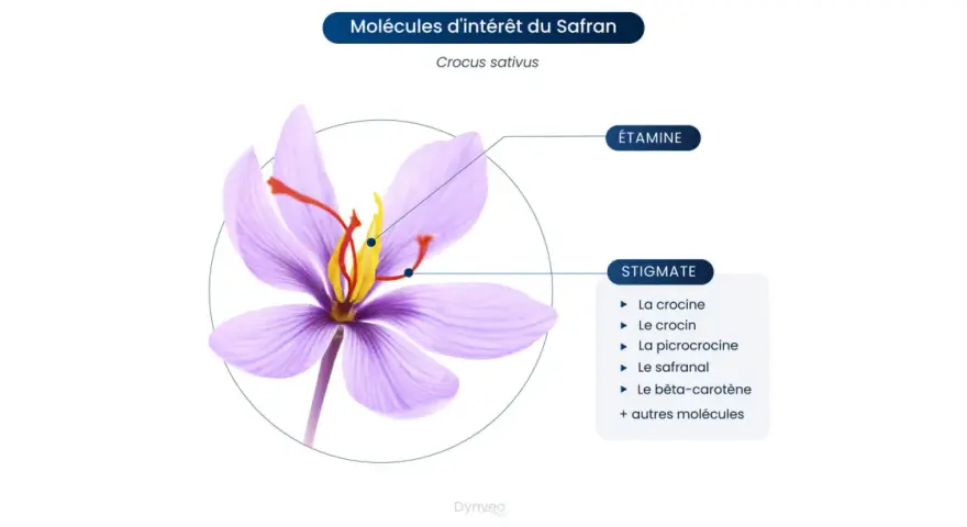 Fleur de safran (Crocus sativus) montrant ses stigmates et étamines, sources de molécules aux nombreux safran bienfaits.