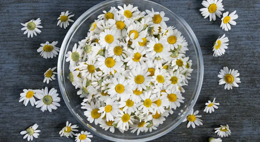 Un bol rempli de fleurs de camomille blanches et jaunes, évoquant les 10 bienfaits de la camomille pour la santé et le bien-être.
