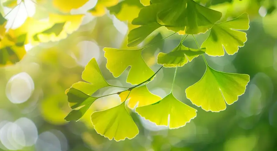Feuilles vertes en éventail d'un arbre ginkgo biloba, illuminées par le soleil, avec un arrière-plan flou et lumineux.