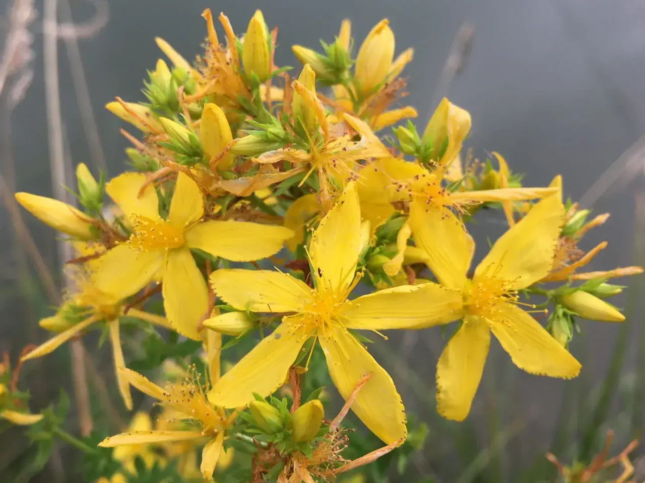 Fleurs jaunes de millepertuis, connues pour leurs bienfaits apaisants.