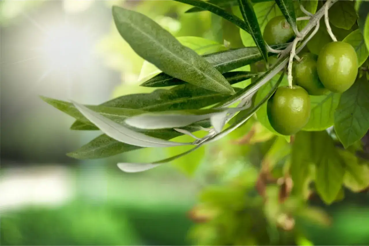 Branche d'olivier avec des olives vertes et une feuille d'olivier, baign&eacute;e par la lumi&egrave;re du soleil.