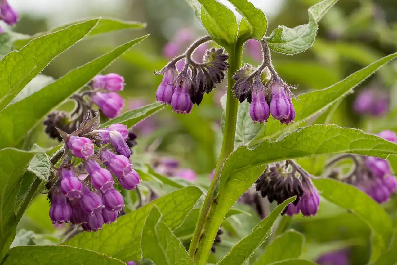 Fleurs de consoude violettes pendantes, aux feuilles vertes velues. La consoude est connue pour ses nombreux bienfaits.