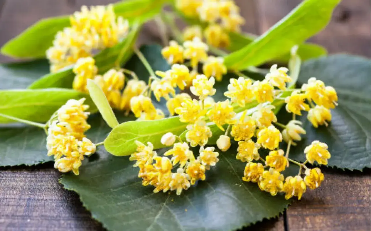 Fleurs de tilleul aux multiples bienfaits, pos&eacute;es sur des feuilles vertes, sur un fond de bois sombre.