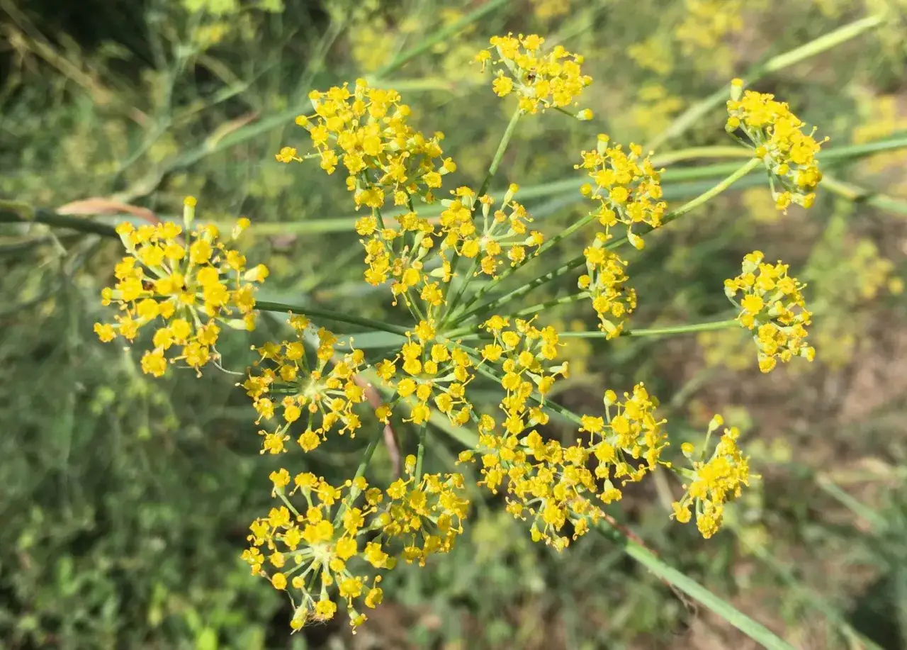 Grappes de petites fleurs jaunes &eacute;clatantes de fenouil sauvage, illuminant un champ verdoyant.