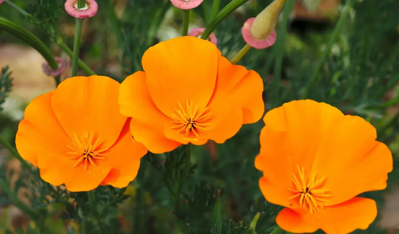 Trois pavots de Californie aux pétales orange vif s'épanouissent au soleil, leurs centres jaunes contrastant avec le feuillage vert.